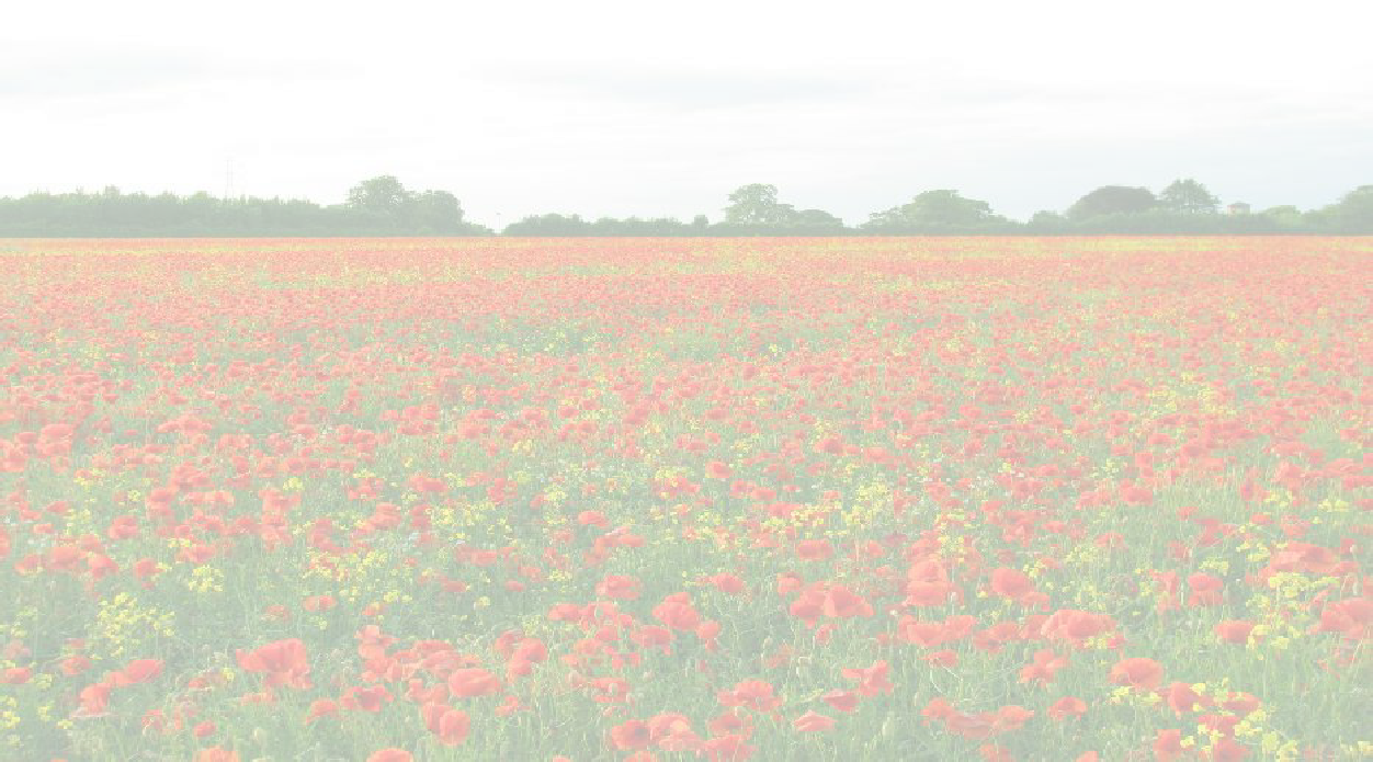 Field of poppies and yellow rape seed at Thorpe Arch Tadcaster North Yorkshire